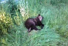 Elütött az autó egy medvét az 1-es országúton