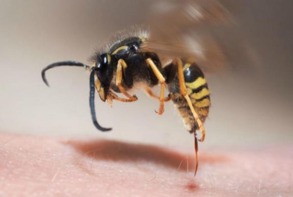 Allergológus: előre nem lehet tudni, kinél okoz sokkot a darázscsípés