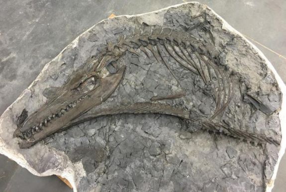 70 millió éves tengeri 