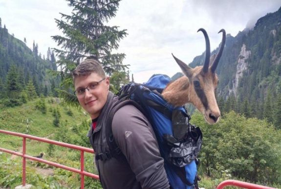 Törött lábú zergén segítettek a hegyimentők