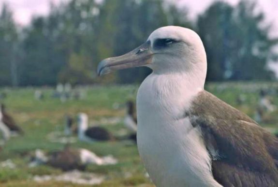Elváltozásokat okoz a tengeri madarak szervezetében a lenyelt műanyag