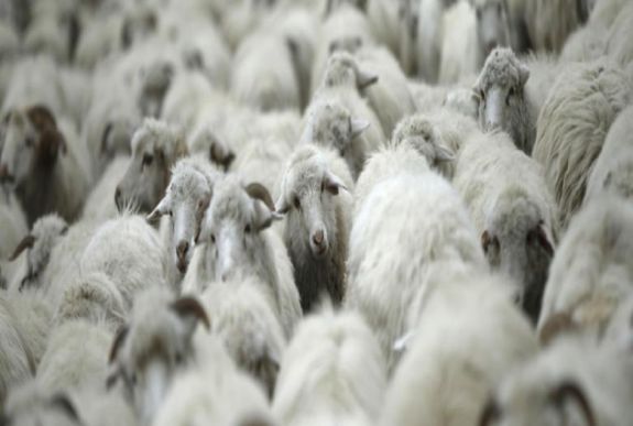 Kustán Magyari Attila: Akolmeleg