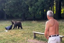 Medveveszélyre figyelmeztet a sepsiszentgyörgyi önkormányzat