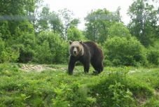 Újabb medvetámadás Hargita megyében: 15 éves fiú az áldozat