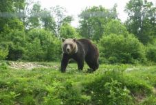 Részleteket tudtunk meg a kászonújfalui medvetámadásról