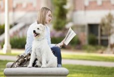 A kutyák segíthetnek az egyetemistáknak a stresszcsökkentésben