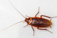 Kutatás: a csótányok ellenállnak a rovarirtó szereknek