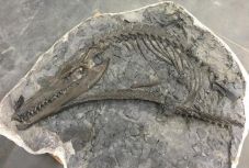 70 millió éves tengeri 