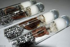 Élő hangyákkal teli csomagot foglalt le a vámhatóság