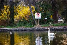 Etetni nem, csak csodálni szabad a vízimadarakat! – madárszakértőt kérdeztünk