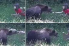 Medveetetés lájkokért: „Az emberek nem fogják fel, micsoda ereje van egy 2-300 kilós nagyvadnak”