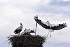 Először repültek a kisgólyák a kamerával megfigyelt magyarfenesi fészekből