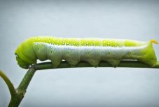 Egyes ehető rovarok olyan gazdagok antioxidánsban, mint a friss narancslé