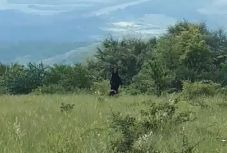 Hargita és Maros megyei gazdákat tart rémületben ez a medve 