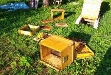 Csíksomlyón okozott riadalmat egy medve