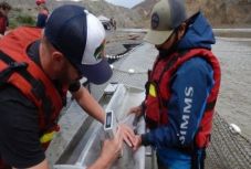 Légi úton szállítják a lazacokat ívóhelyükre egy kőomlás miatt elzárt kanadai folyón