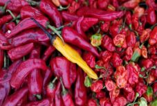 Súlyos következményei lehetnek a chili vagy jalapenopaprika fogyasztásának