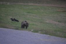 Rettegésben élnek az etédiek a faluban ólálkodó medvék miatt