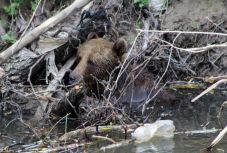 Órákon át szenvedett egy elgázolt medve, amíg Bukarestben engedélyezték az elaltatását