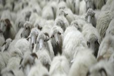 Kustán Magyari Attila: Akolmeleg