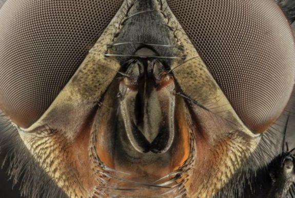 Kína új rovarhadserege a hulladékmentességért küzd