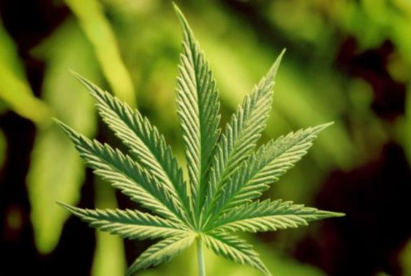 Ez lehet az első európai ország, ahol legalizálják a kannabiszt