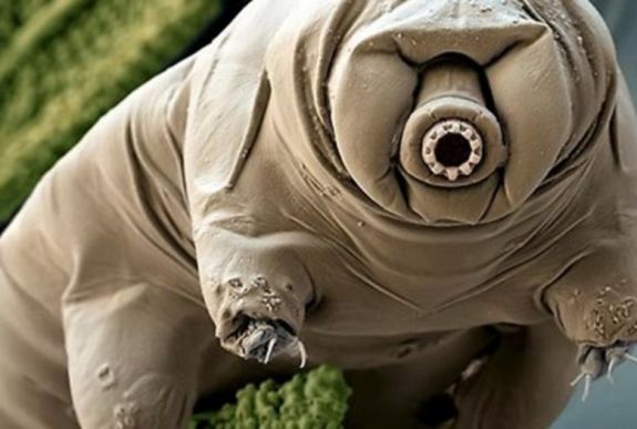 Hadseregnyi élőlény jutott a Holdra egy baleset miatt