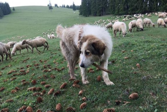 A medvéknél is jobban riogatják a természetjárókat a pásztorkutyák Székelyföldön