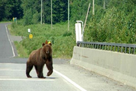 Ismét medvét gázoltak az A1-es autópályán