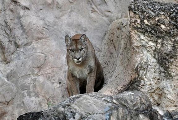 Nyolcéves fiú sérült meg súlyosan az idei harmadik pumatámadásban 