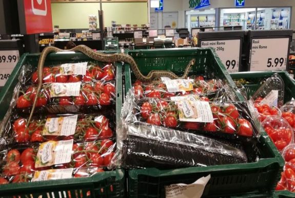 FRISSÍTVE - Méretes sikló a zöldségek között Sepsiszentgyörgyön: reagált a Kaufland