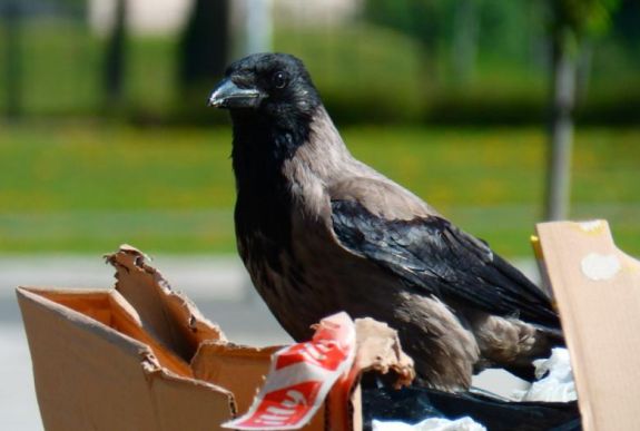 Magasabb a koleszterinszintjük a városi környezetben élő varjaknak