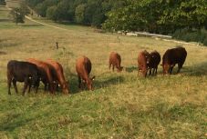 Átfogó ellenőrző akció indult az állattartó gazdák körében