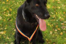 Rendőrkutya buktatta le az álrablás bejelentőjét