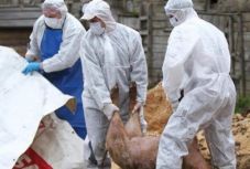 „Esznek, szemetelnek” – a románokat okolja a bolgár kormányfő a sertéspestis megjelenése miatt