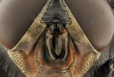 Kína új rovarhadserege a hulladékmentességért küzd