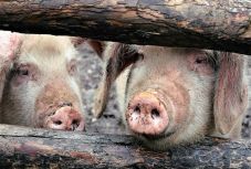 Bulgária uniós támogatást kap a sertéspestis elleni harcra 