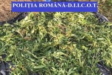 Beszterce-Naszód: vadkender-termesztőket lepleztek le, egyikük német állampolgár