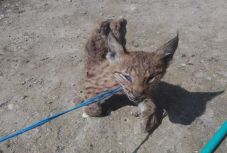 Hivatalból eljárást indított a brassói rendőrség a hiúzkínzók ellen