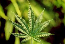 Ez lehet az első európai ország, ahol legalizálják a kannabiszt