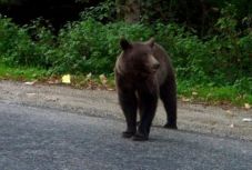 Kilövik a Csíkpálfalván garázdálkodó medvét