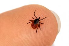 Magyar kutatók által kifejlesztett eljárás segíthet kimutatni a Lyme-kórt