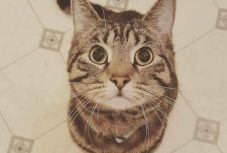 Milyen az élet cicatartóként? Örökbefogadott macskák gazdáit kérdeztük