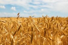 Kevesebb az idei búzatermés a tavalyihoz képest Hargita megyében