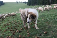 A medvéknél is jobban riogatják a természetjárókat a pásztorkutyák Székelyföldön