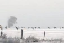 Hóban ugráló kengurukat videóztak Ausztráliában