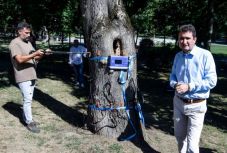 Ultrahangos vizsgálatnak vetik alá a fákat Aradon