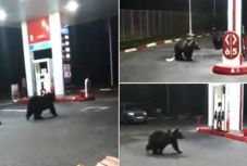 Medvék okoztak pánikot egy azugai benzinkúton