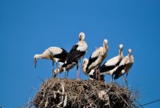 Abszolút rekord dőlt meg Romániában: hét fiókája van egy gólyacsaládnak