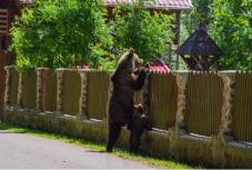 Medveügyben azonnali beavatkozást kér a minisztertől Benkő Erika képviselő